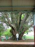 Cypress - Monterey : Cupressus macrocarpa