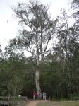Gum - Mountain Grey,  Monkey : Eucalyptus cypellocarpa