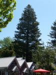 Norfolk Island Pine : Araucaria heterophylla