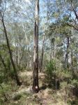 River Peppermint "Big Mal" : Eucalyptus elata
