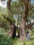 Stringybark - Messmate : Eucalyptus obliqua