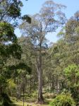 Gum - Spotted : Corymbia maculata