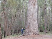 Jarrah : Eucalyptus marginata