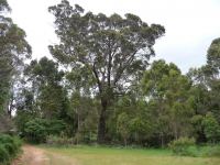 Marri : Corymbia calophylla