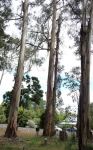 Blue Gum - Tasmanian : Eucalyptus globulus