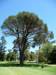Pine - Stone : Pinus pinea