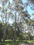 Gum - Lemon Scented "C.A. Hendry" : Corymbia citriodora 