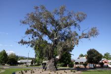 Gum - River Red : Eucalyptus camaldulensis