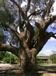 Box - Fuzzy : Eucalyptus conica