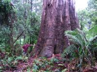Gum - Mountain Grey, Monkey : Eucalyptus cypellocarpa