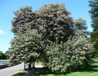 Norfolk Island Hibiscus : Lagunaria patersonia