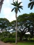 Palm - Royal : Roystonea oleracea