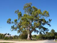 Gum - River Red : Eucalyptus camaldulensis