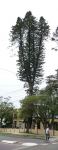 Pine - Cook : Araucaria columnaris