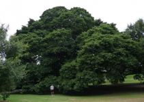 Fig - White : Ficus virens ssp. sublanceolata