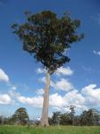 Stringybark - Williams' : Eucalyptus williamsiana