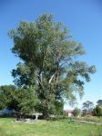 Poplar - Cottonwood : Populus deltoides