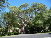 Gum - Sydney Red, Rusty, Smooth-barked Apple : Angophora costata