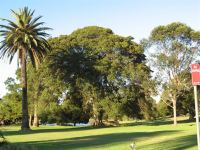 Fig - Port Jackson : Ficus rubiginosa