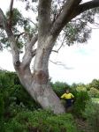 Box - White : Eucalyptus albens