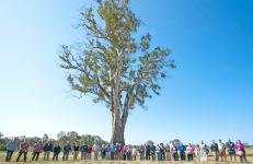 Gum - River Red : Eucalyptus camaldulensis