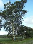 Wandoo : Eucalyptus wandoo 