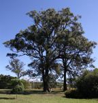 Box - White-topped : Eucalyptus quadrangulata