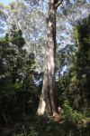 Blackbutt "Bird Tree" : Eucalyptus pilularis