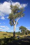 Gum - Forest Red : Eucalyptus tereticornis