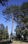 Pine - Loblolly : Pinus taeda
