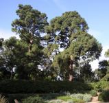 Pine - Canary Island : Pinus canariensis