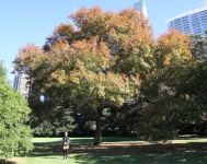 Oak - Pin : Quercus palustris