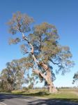 Box - Apple : Eucalyptus bridgesiana