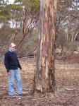 Mallet Square-fruited : Eucalyptus prolixa