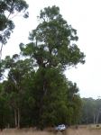 Blackbutt - Swan River : Eucalyptus patens