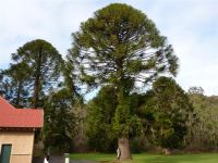 Bunya Pine : Araucaria bidwillii