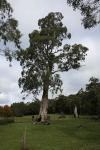 Gum - River Red : Eucalyptus camaldulensis