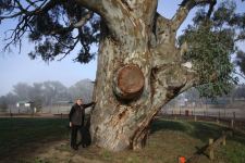 Gum - River Red : Eucalyptus camaldulensis