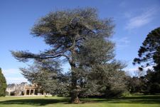 Cedar - Blue Atlas : Cedrus atlantica ssp glauca