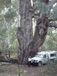 Gum - River Red : Eucalyptus camaldulensis