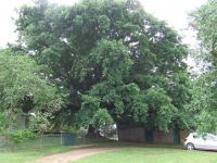 Oak : Quercus robur