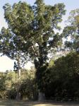 Kauri Pine : Agathis robusta