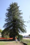 Pine - Norfolk Island : Araucaria heterophylla