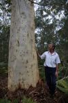 Gum - Scribbly : Eucalyptus racemosa