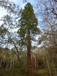 Redwood - Giant Sequoia : Sequoiadendron giganteum