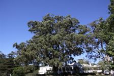 Box - White-topped : Eucalyptus quadrangulata