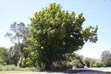 Oak - Chestnut-leaved : Quercus castaneifolia