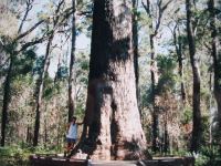 Jarrah "King Jarrah" : Eucalyptus marginata