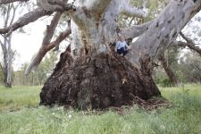 Gum - River Red : Eucalyptus camaldulensis