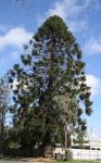 Bunya Pine : Araucaria bidwillii